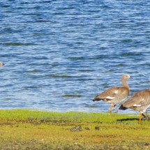 Geese on Laguna Verde